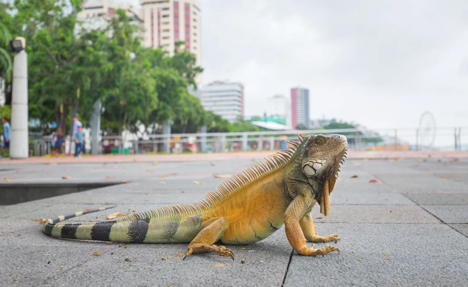 Iguana on city sidewalk